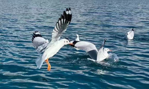 泸沽湖（已包含：手划猪槽船、摩梭古村落、旅游车环湖游）